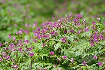 Geranium canariense=reuteri